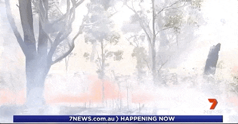 悉尼遭浓雾锁城，空气污染比北京严重！新州90处山火失控，350只考拉或被活活烧死！（组图） - 70