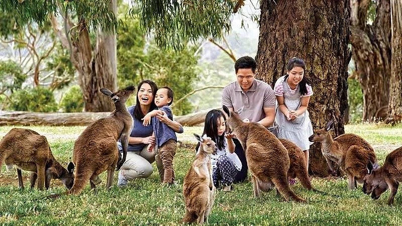 澳洲华人妈妈:回国后,我不敢带孩子出门了... - 33