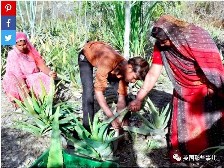 在这印度小村，每出生一个女婴，村里就为她种上111棵树，从此一切都变了（组图） - 13