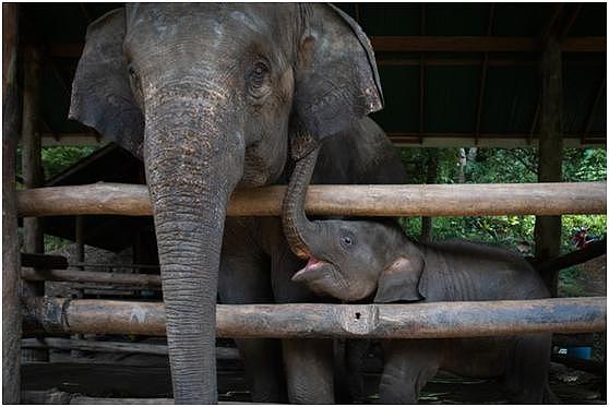 泰国象宝宝从小被锤子敲打、拉长耳朵，只为娱乐游客变成赚钱工具