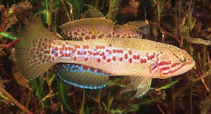 The-endangered-Southern-purple-spotted-gudgeon-Mogurnda-adspersa-Photo-Gunther.png,0