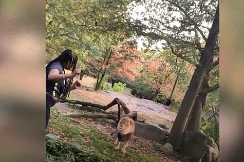 美国女子在动物园狮子面前跳舞 警方：已逮捕