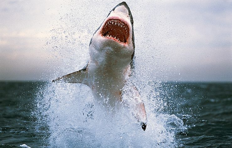 细思极恐！男游客游泳时失踪，其戴婚戒断手在鲨鱼胃里被发现（组图） - 4