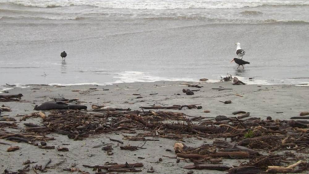 降雨24小时后数百只死老鼠躺尸新西兰海滩，专家警告可能有毒（组图 ） - 1