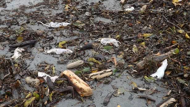 降雨24小时后数百只死老鼠躺尸新西兰海滩，专家警告可能有毒（组图 ） - 2