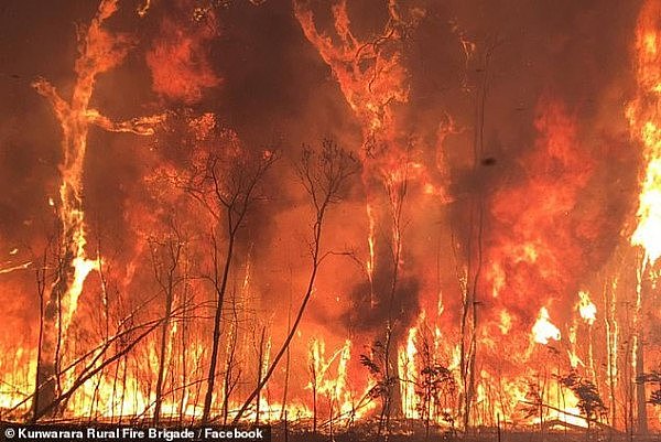 山火肆虐，澳洲民众上演绝地求生！没水灭火？牛奶果汁齐上阵！（视频/组图） - 2