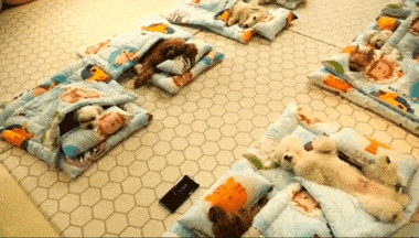 【萌宠】韩国狗狗幼儿园课程表曝光，原来它们上学不止打闹和睡觉！ - 1