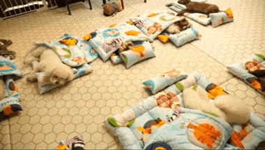 【萌宠】韩国狗狗幼儿园课程表曝光，原来它们上学不止打闹和睡觉！ - 2