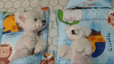 【萌宠】韩国狗狗幼儿园课程表曝光，原来它们上学不止打闹和睡觉！ - 13