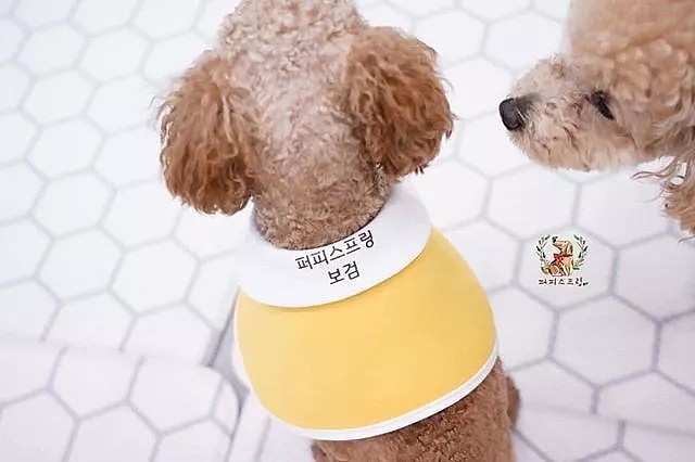 【萌宠】韩国狗狗幼儿园课程表曝光，原来它们上学不止打闹和睡觉！ - 20