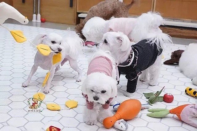 【萌宠】韩国狗狗幼儿园课程表曝光，原来它们上学不止打闹和睡觉！ - 32