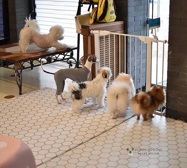 【萌宠】韩国狗狗幼儿园课程表曝光，原来它们上学不止打闹和睡觉！ - 53