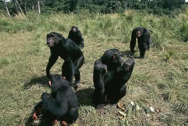 栖息地遭占领、粮食短缺，黑猩猩开始猎杀人类、有小孩丧生
