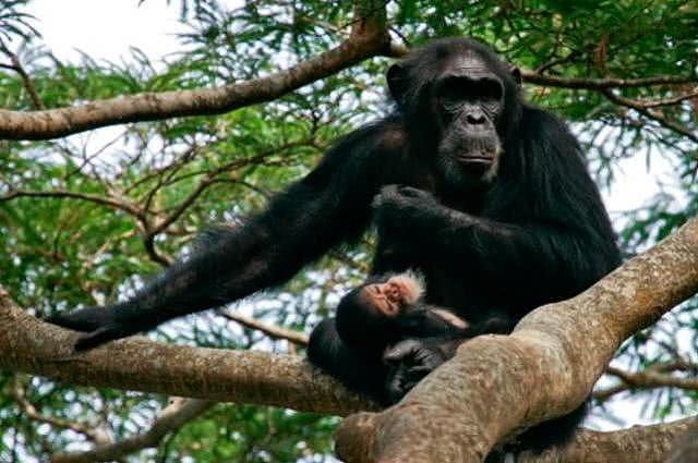 栖息地遭占领、粮食短缺，黑猩猩开始猎杀人类、有小孩丧生