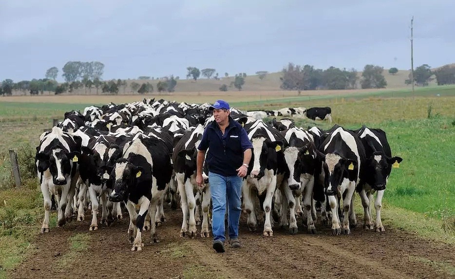 “昆州牛奶也许会从超市下架消失！”澳政府欲挽救乳业，却反把奶农们送上“绝路”！奶农处境艰难，涨价杯水车薪 - 5