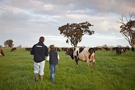 “昆州牛奶也许会从超市下架消失！”澳政府欲挽救乳业，却反把奶农们送上“绝路”！奶农处境艰难，涨价杯水车薪 - 14