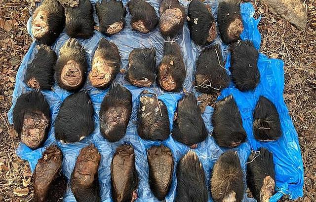 俄罗斯缴获242只熊掌2只东北虎虎爪！准备偷运至中国，4人被抓获