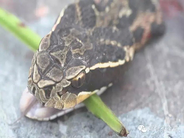 中国大叔捡了一条被轧死的眼镜蛇回家吃，剪蛇头时只是看了它一眼，竟然差点失明！（组图） - 6