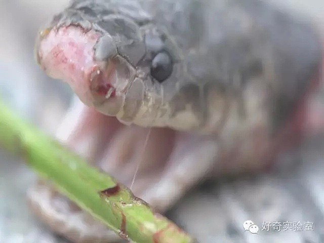 中国大叔捡了一条被轧死的眼镜蛇回家吃，剪蛇头时只是看了它一眼，竟然差点失明！（组图） - 7