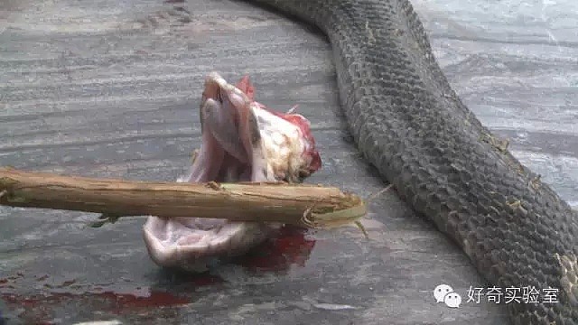 中国大叔捡了一条被轧死的眼镜蛇回家吃，剪蛇头时只是看了它一眼，竟然差点失明！（组图） - 8