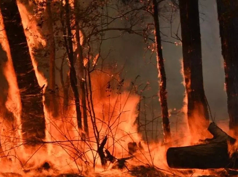 澳洲人民持续向林火受灾方捐款，考拉收到的捐助比人还多 - 4