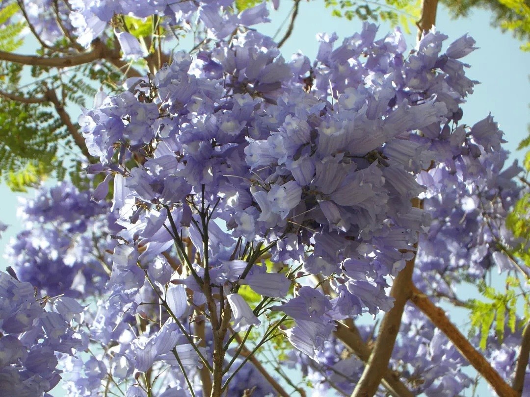 11月在澳洲，千万不要遇到Ta！考试树「蓝花楹」开遍全城！绝美赏花全攻略，大总结！ - 9