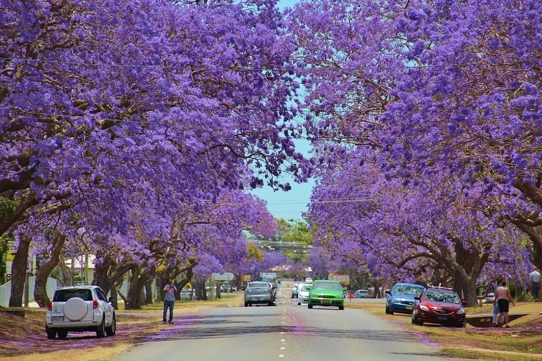11月在澳洲，千万不要遇到Ta！考试树「蓝花楹」开遍全城！绝美赏花全攻略，大总结！ - 20
