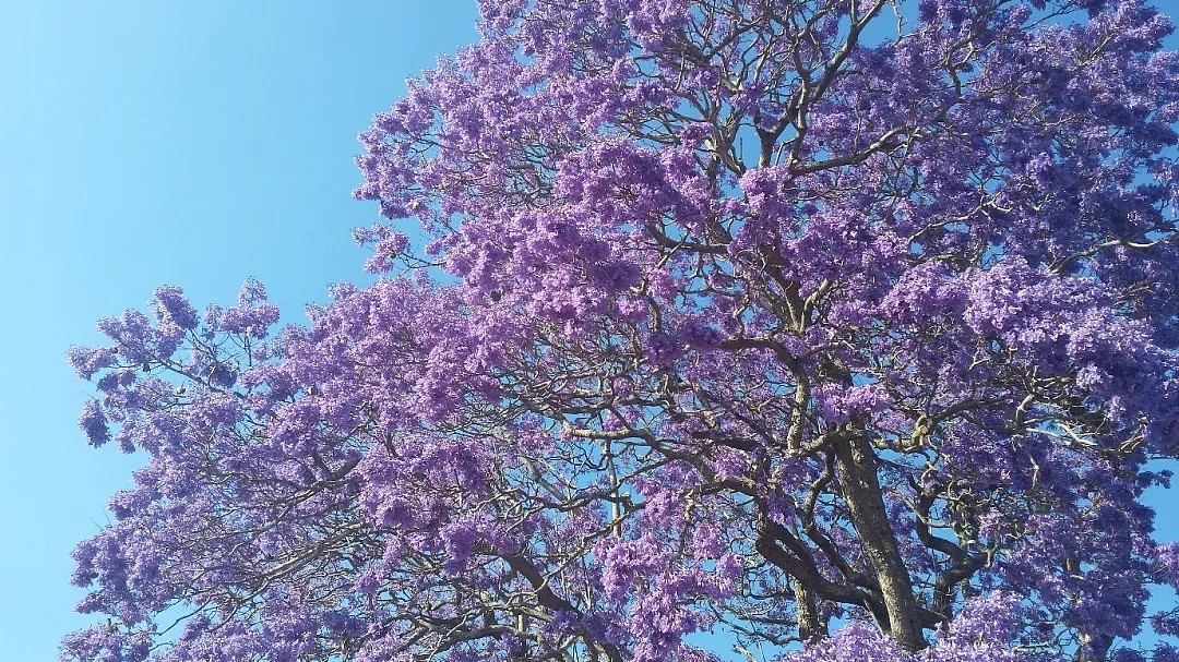 11月在澳洲，千万不要遇到Ta！考试树「蓝花楹」开遍全城！绝美赏花全攻略，大总结！ - 21