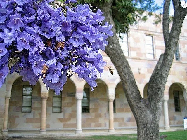 11月在澳洲，千万不要遇到Ta！考试树「蓝花楹」开遍全城！绝美赏花全攻略，大总结！ - 23