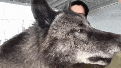 当世界上体型最大的狼，遇到了一个俄罗斯小哥后...（组图） - 4