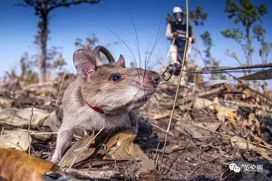 这是一只价值10万元的巨鼠，给吃的就玩命找地雷，已拯救上百万人...（组图） - 20