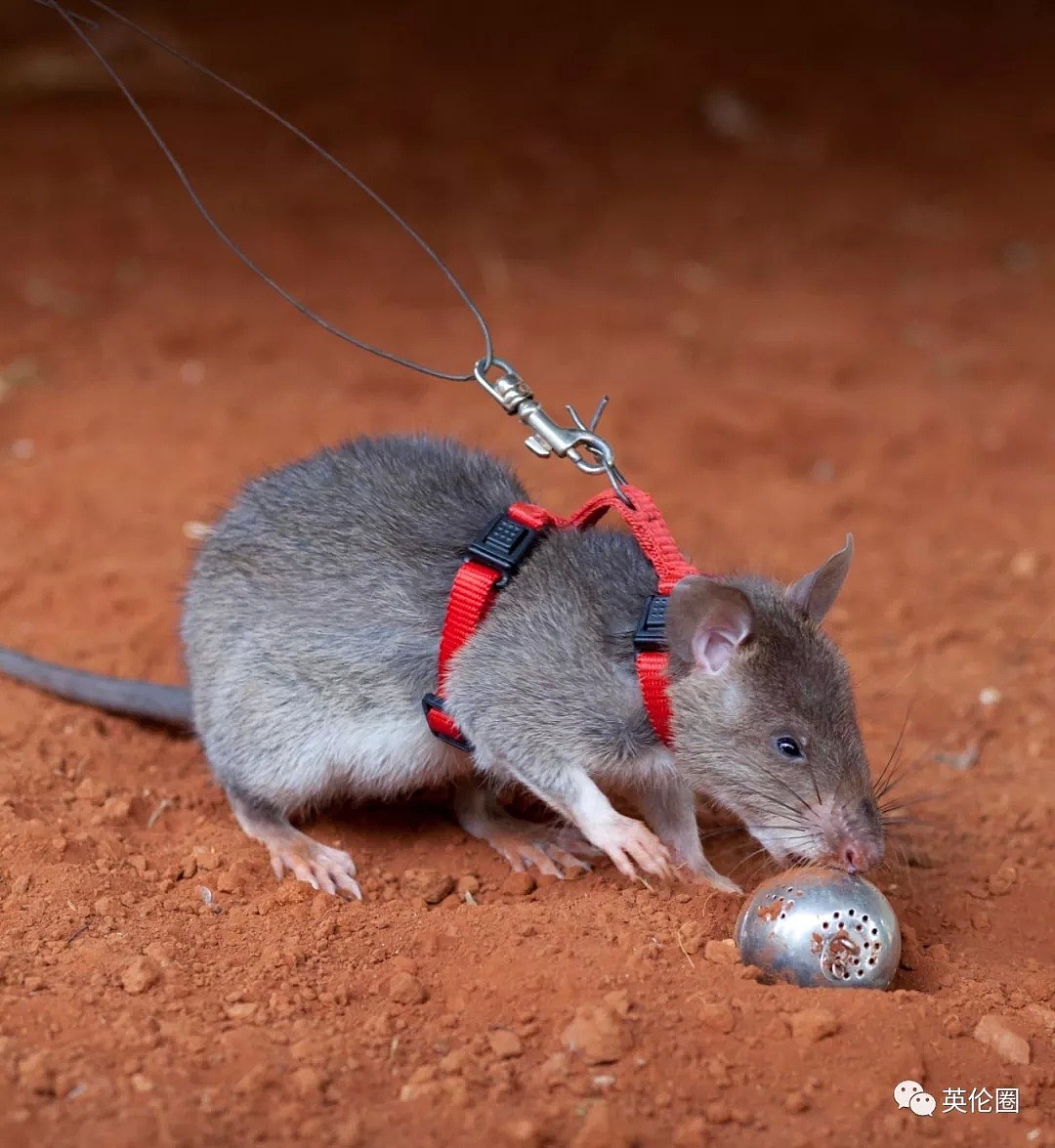 这是一只价值10万元的巨鼠，给吃的就玩命找地雷，已拯救上百万人...（组图） - 21