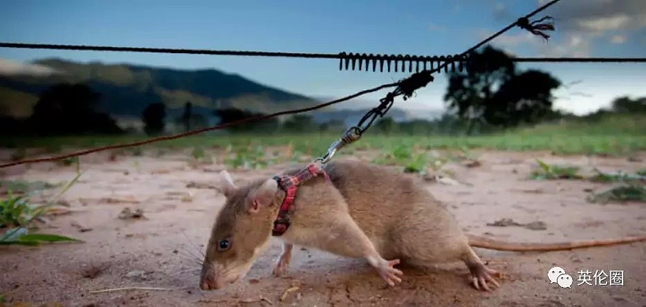 这是一只价值10万元的巨鼠，给吃的就玩命找地雷，已拯救上百万人...（组图） - 22