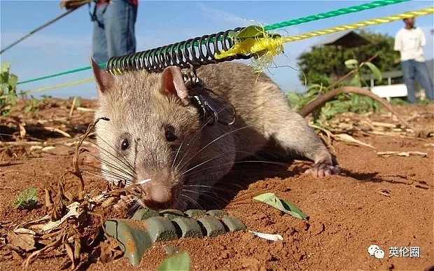 这是一只价值10万元的巨鼠，给吃的就玩命找地雷，已拯救上百万人...（组图） - 25