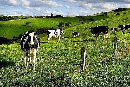 揭秘！澳洲牛奶如此受追捧的五大原因！简直是生活在澳洲才有的福利… - 3