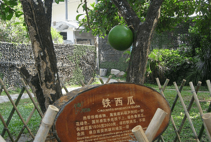 中国最“灵性”的树，脾气暴躁、不喜生人，游客一靠近就自爆（组图） - 4