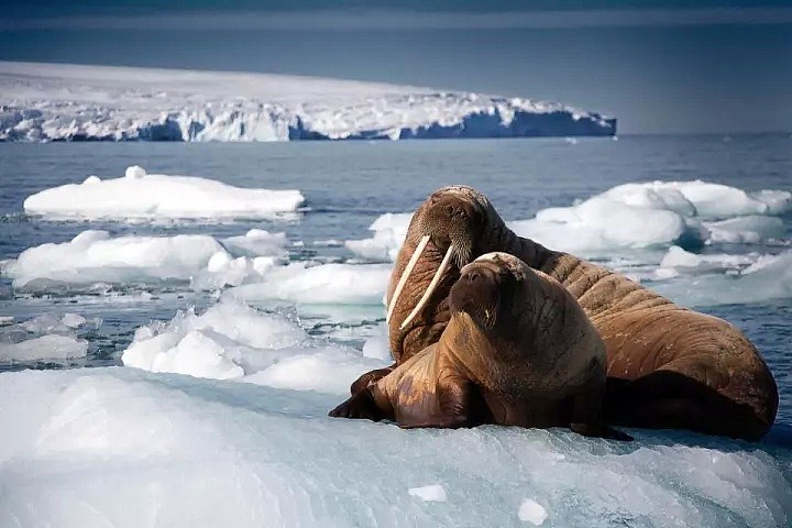 BBC摄影师在南极痛哭：我们的地球为何变得如此满目疮痍？（组图） - 15