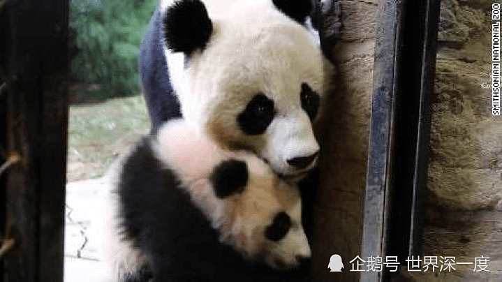 出生在美国，大熊猫“贝贝”带着所有人的喜爱回到中国（组图） - 1
