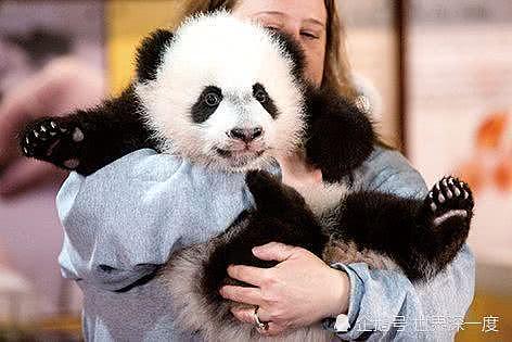 出生在美国，大熊猫“贝贝”带着所有人的喜爱回到中国（组图） - 3