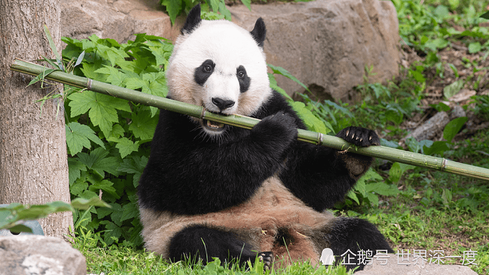 出生在美国，大熊猫“贝贝”带着所有人的喜爱回到中国（组图） - 5