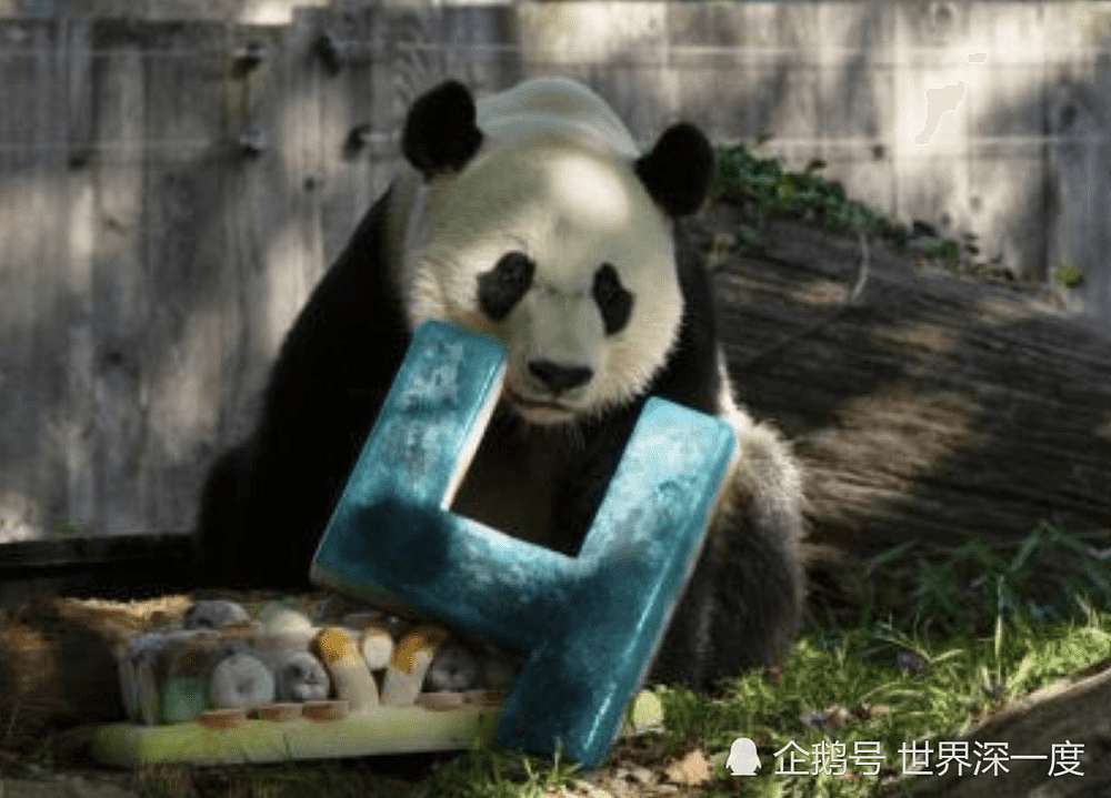 出生在美国，大熊猫“贝贝”带着所有人的喜爱回到中国（组图） - 6