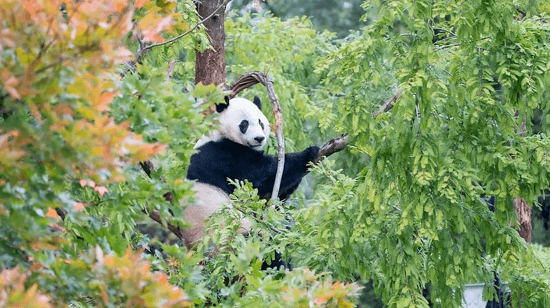 出生在美国，大熊猫“贝贝”带着所有人的喜爱回到中国（组图） - 7