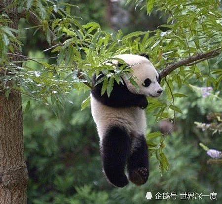 出生在美国，大熊猫“贝贝”带着所有人的喜爱回到中国（组图） - 8