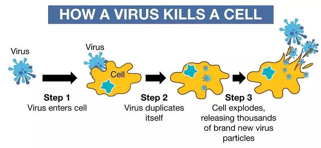 最新消息！澳大利亚科学家设计出新型病毒！对人体无害还可以杀死所有已知癌细胞！（组图） - 11