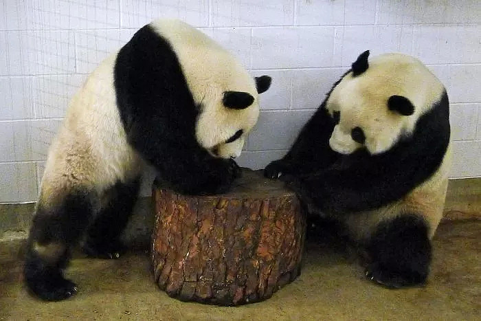 求你别走！澳洲两只熊猫网网、福妮租约到期，为了留下大熊猫，澳洲人竟想让福妮生孩子！ - 11