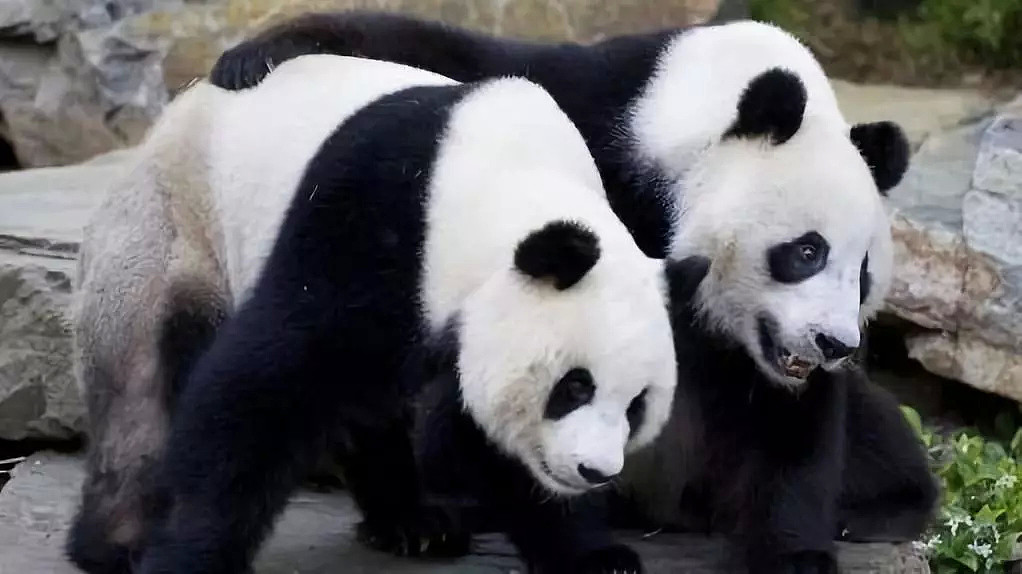 求你别走！澳洲两只熊猫网网、福妮租约到期，为了留下大熊猫，澳洲人竟想让福妮生孩子！ - 14