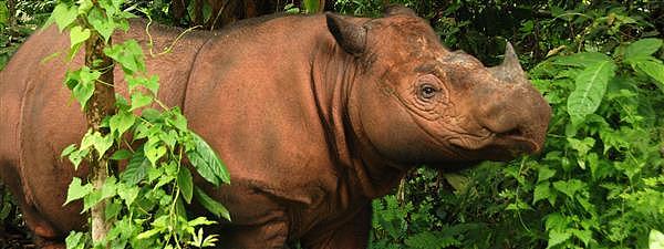 马来西亚最后一头苏门答腊犀牛死亡 全球仅剩不到100头