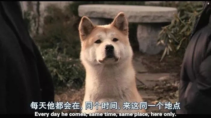 【宠物】16岁爱犬临终前，用力点头回应主人：我想告诉你，我真的很爱你…… - 1