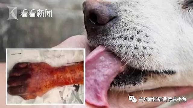 63岁老翁被爱犬舔了一口，全身细菌感染16天后惨死！法医却这样说...（组图） - 3