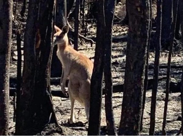 约数千只考拉丧生！澳山火摧毁栖息地，野生动物救援人员忧：或更多考拉死亡！（组图） - 3
